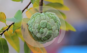 Sugar apple