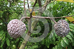 sugar apple on tree in firm
