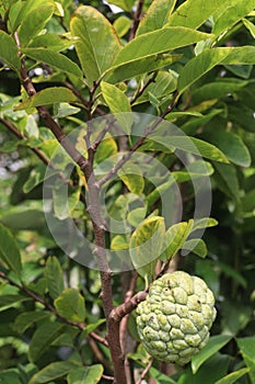 sugar apple on tree in firm