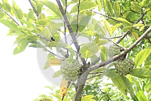 sugar apple on tree in firm