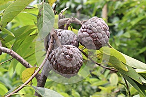 sugar apple on tree in firm