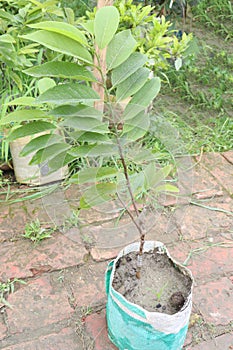 sugar apple on tree in firm