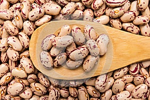 Sugar Bean legume. Grains in wooden spoon. Close up. photo