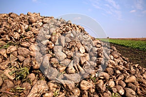 Sugar beet
