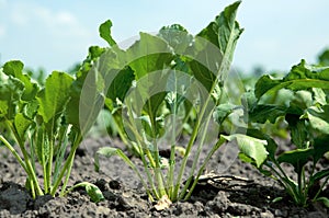 Sugar beet