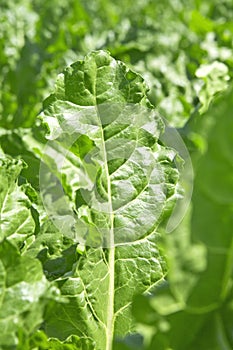 Sugar beet