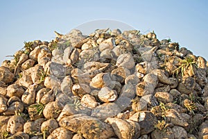 Sugar Beet Against Blue Sky. Pile of Sugar Beet at the Field After Harvest.