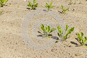 Sugar beet in an agricultural field in the summer