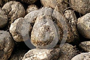 Sugar beet