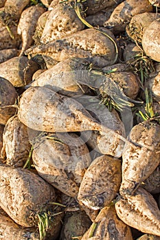 Sugar Beet Background. Pile of Sugar Beet.