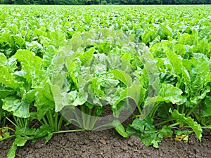 Sugar beet cultivation