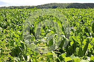 Sugar Beet Field