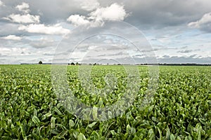 Sugar beet field