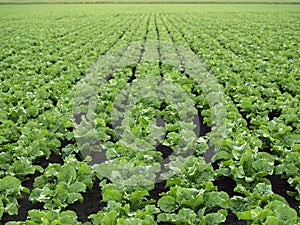 Sugar Beet Field