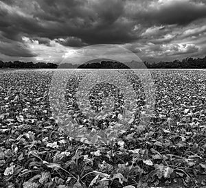 Sugar beet field on a cloudy summer day