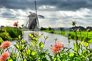 Sugar beet field on a cloudy summer day