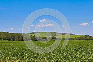 Sugar beet field,growing sugar beet in field in summer beautiful landscape