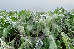 Sugar beet field in winter