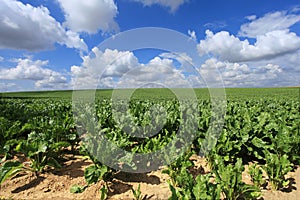 Sugar beet fields in the summer sun