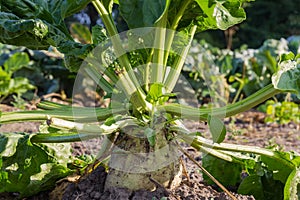 Sugar beet growing on a field, fragment close-up