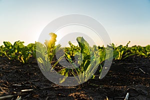 Sugar beet grows on field. Young Sugar Beet Plants. Sugar beet field with sunset sun. Growing sugar beet. Agrarian business.