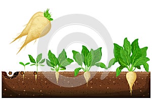 Sugar beet growth stages infographic. Development and productivity of sugar beet. The growth process of sugar beet from seeds, and