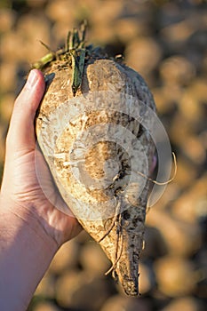 Sugar Beet in the Hand with Pile in the Background. Freshly Picked Sugar Beet.