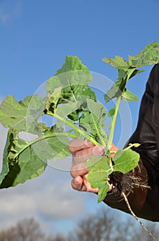 Sugar beet in the hands of an agronomist