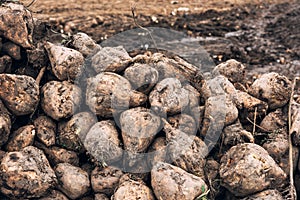 Sugar beet harvest