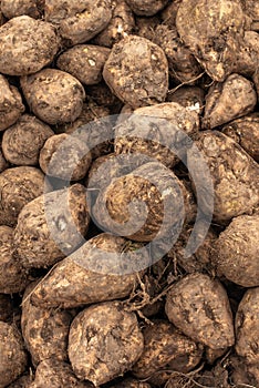 Sugar beet harvest