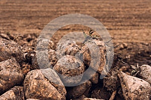 Sugar beet harvest