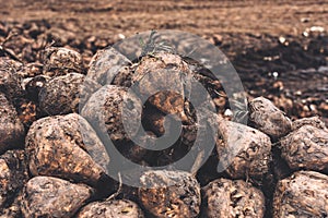 Sugar beet harvest