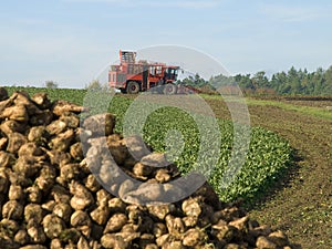 Sugar beet harvester