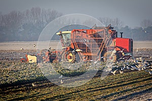 Sugar Beet harvester at work on a winter morning.