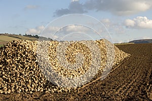 Sugar beet heap photo