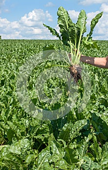 Sugar beet in human hand on field background