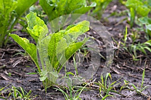 sugar beet leaves in the field after the rain, soil with grass and straw remains