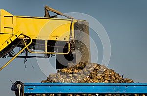 Sugar beet loading