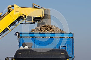Sugar beet loading