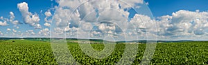 sugar beet, panoramic view of agricultural land with cloudly sky