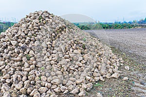 Sugar beet pile at the field after harvest