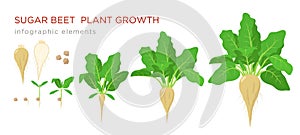 Sugar beet plant growth stages infographic elements. Growing process of sugar beet from seeds, sprout to mature plant