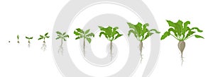 Sugar beet plant. Growth stages. Vector illustration. Beta vulgaris subsp. Ripening period. The life cycle. Root grown