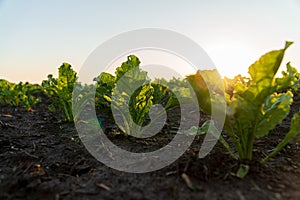 Sugar beet plants in a field at sunset. Cultivation of young sugar beet plants. Sugar beet business
