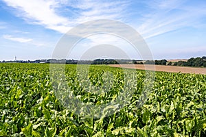 Sugar beet plants shortly before harvest in autumn fields. photo