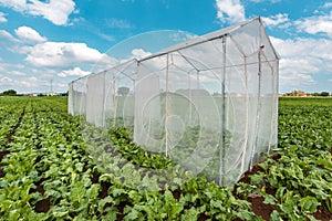 Sugar beet pollination control tents in cultivated agricultural field