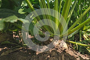 Sugar beet root close up