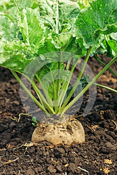 Sugar beet root crop