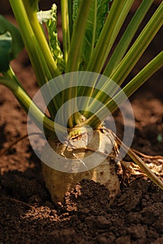 Sugar beet root crop in the ground