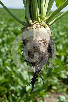 Sugar beet root extracted from the ground